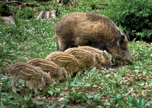 LEŚNI PRZYJACIELE